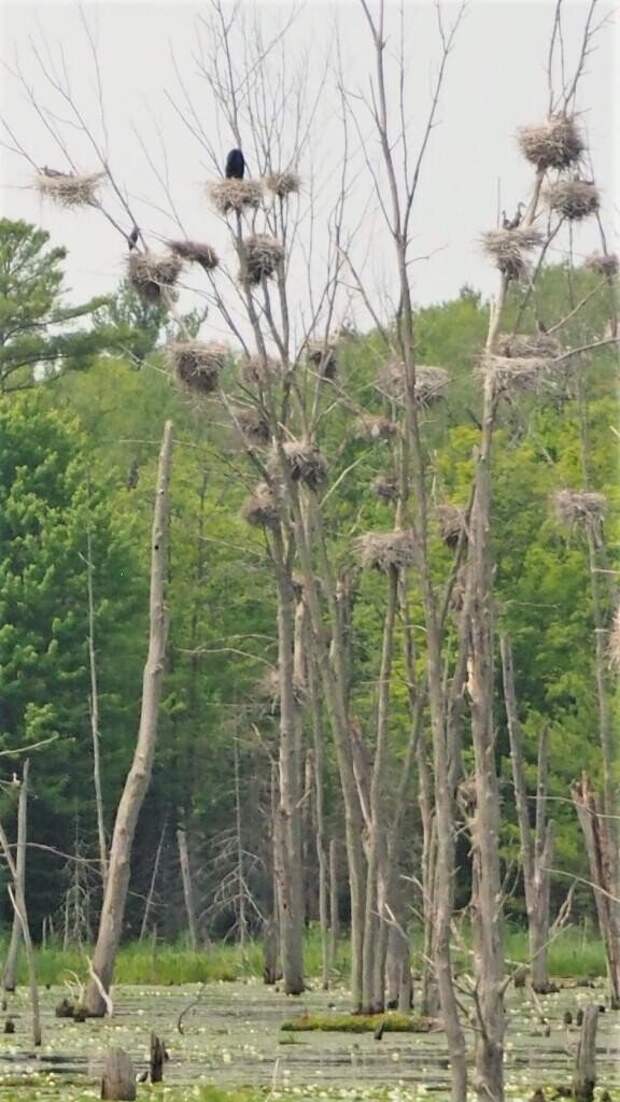 Медведь оккупировал гнездо на 20-метровом дереве