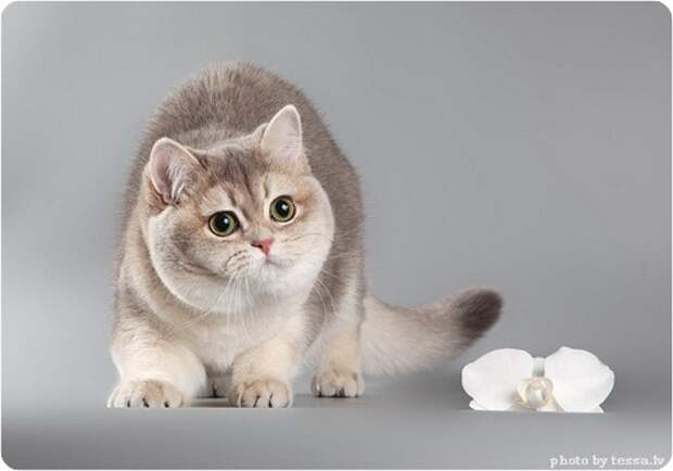 Британская короткошерстная кошка