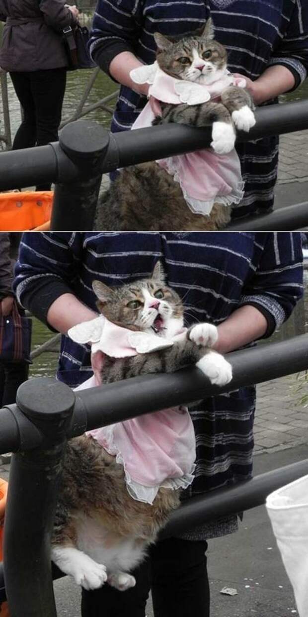lolcats97 100 лучших фотографий кошек всех времен и народов