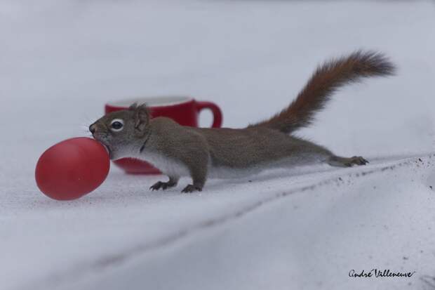 Фотография забавная жизнь белок Andre Villeneuve Фотография забавная жизнь белок Andre Villeneuve