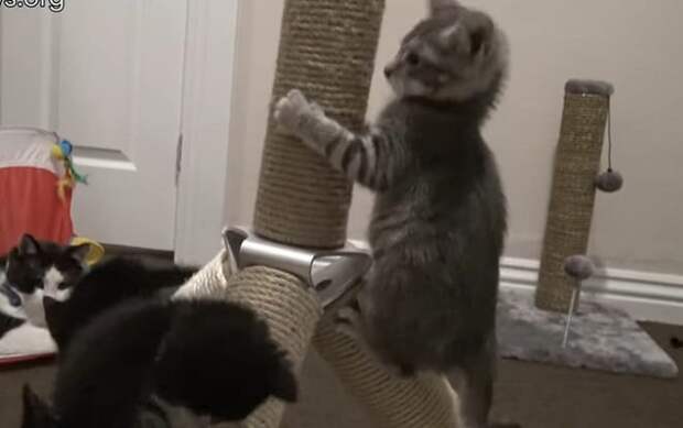 Игривые котята Котята играют