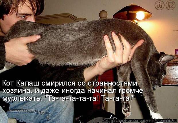 Котоматрица: Кот Калаш смирился со странностями хозяина, и даже иногда начинал громче мурлыкать: "Та-та-та-та-та! Та-та-та!"