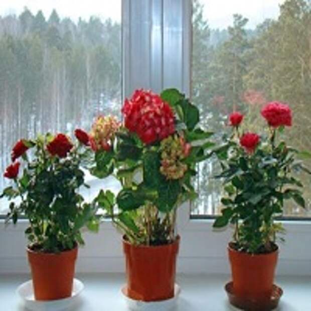 растения на окнах 5