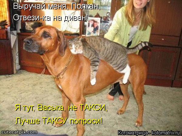 Котоматрица: Выручай меня, Полкан, Отвези-ка на диван! Я тут, Васька, не ТАКСИ, Лучше ТАКСУ попроси!