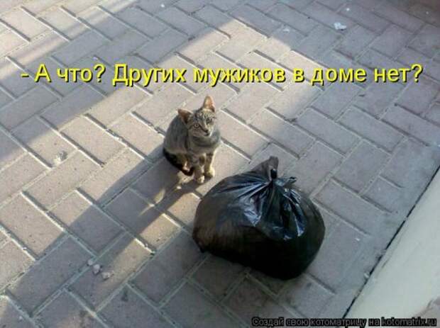 Новая котоматрица недели (39 фото)