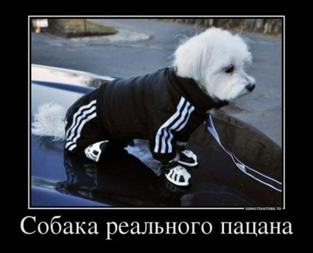 Новые демотиваторы, без улыбки не уйдешь!