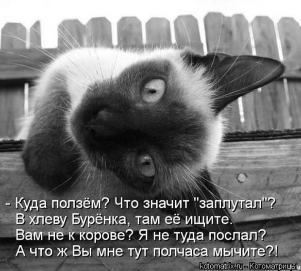 Котоматрицы (картинки с надписями)