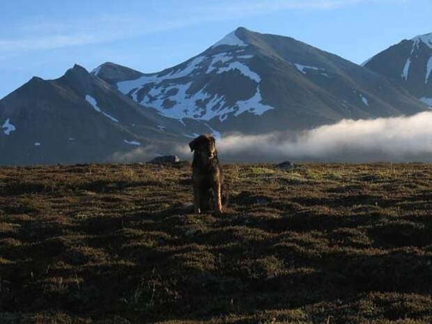 Трогающая до слез история спасения хозяина собакой, ценой собственной жизни пес спас хозяина ценой жизни, Мейсон спас хозйяку от волка, собака защитила хозяина от волка
