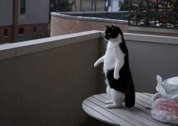 Котики