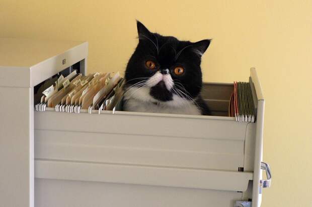 lolcats88 100 лучших фотографий кошек всех времен и народов