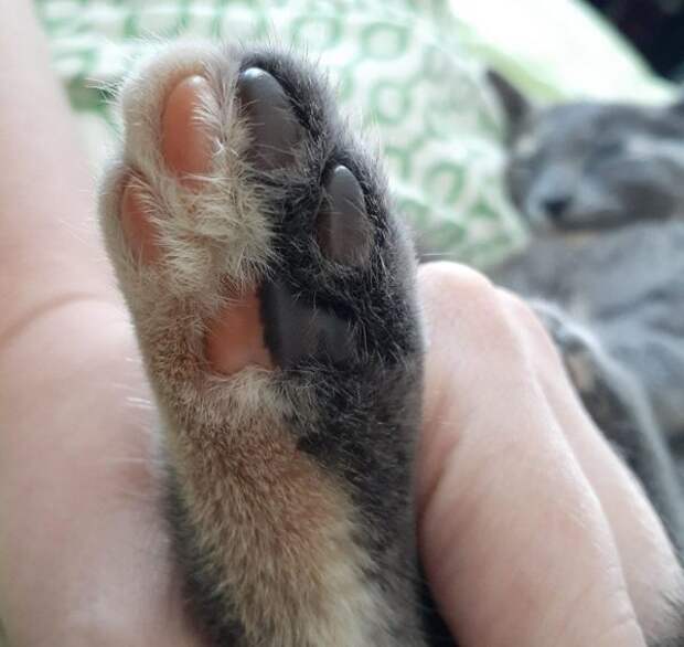 Необычные животные, которые мутировали