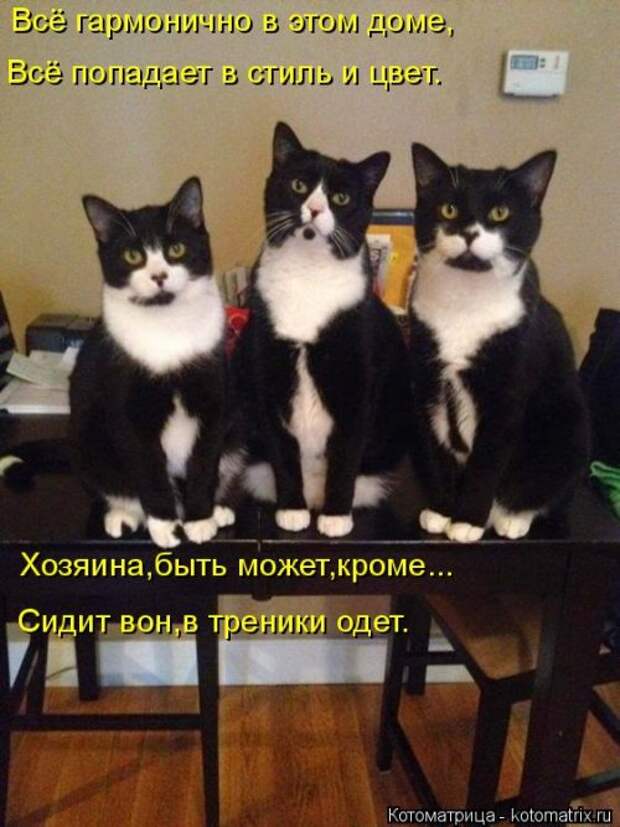 Свежая котоматрица (32 фото)