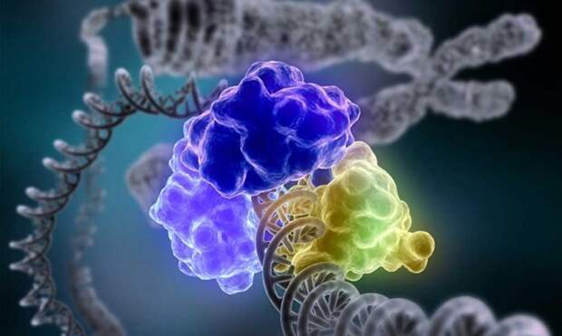 Ферменты: тайные дирижеры нашего организма. Как они работают и почему без них мы бы "остановились"