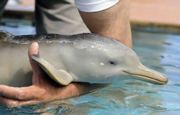 ФотоТелеграф " Туристы спасли детёныша дельфина