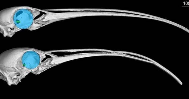 Гавайских ибисов признали ночными птицами с ослабленным зрением