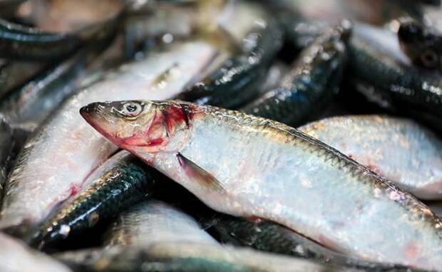 Белорусские рыбаки в ударе: За 2025 год они наловили селедки для России больше всех