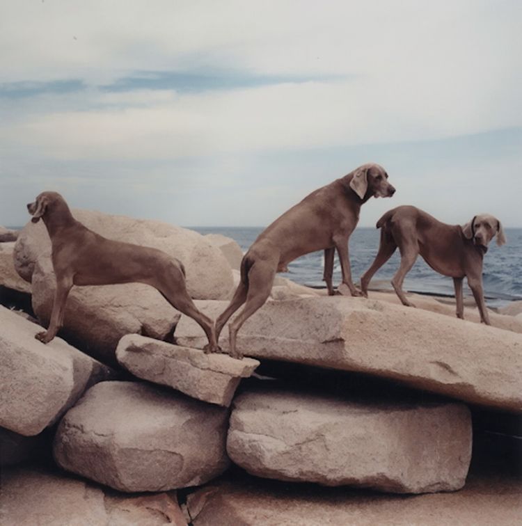 William Wegman - Man Ray