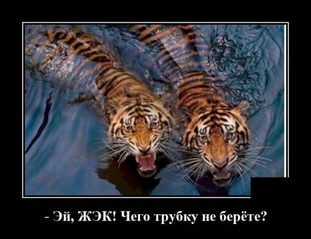 demotivatory-demotivator-smeshnye-demotivatory-demotivator-so-smyslom