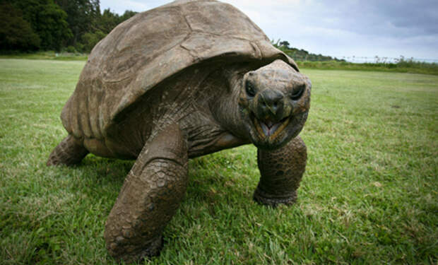 Ученые нашли самую старую черепаху мира. Джонатан живет уже третий век
