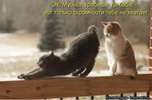 Котоматрицы(картинки с надписями)