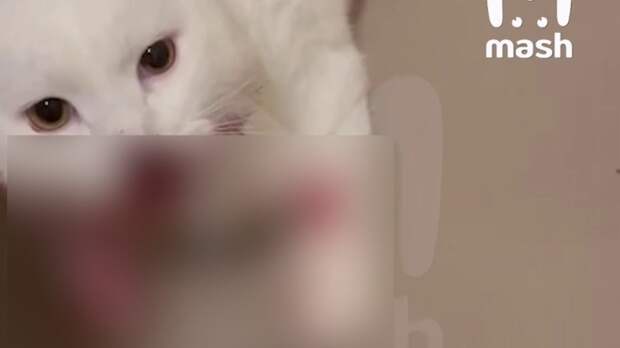 Москвичка выкинула котенка в окно / Кадр из видео: Mash