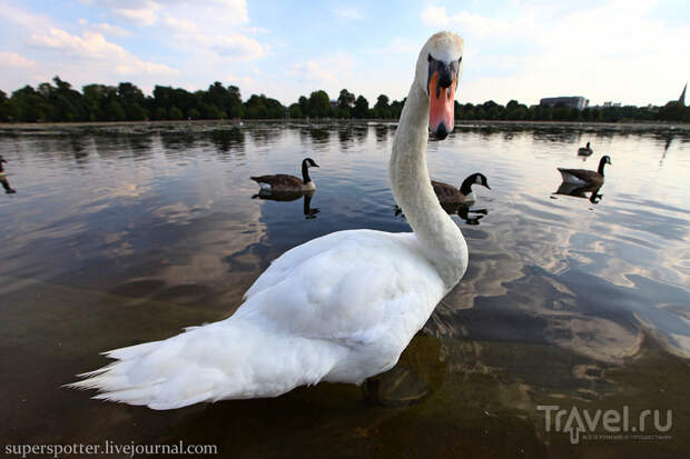 Лондон. Kensington Gardens / Фото из Великобритании