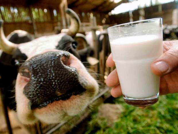 Эстонские фермеры бесплатно раздали молоко жителям Таллина