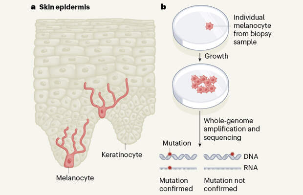 Генотипирование индивидуальных меланоцитов кожи выявило пути их злокачественной трансформации