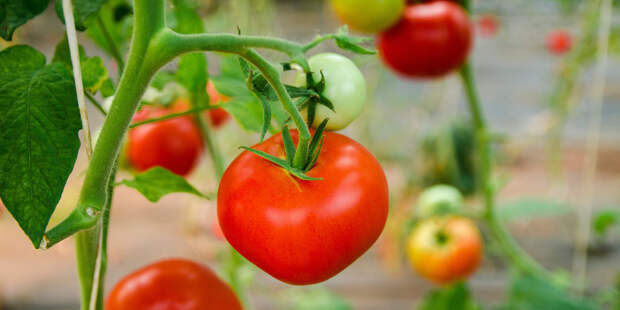 Аспирин для помидора: как увеличить урожай томатов