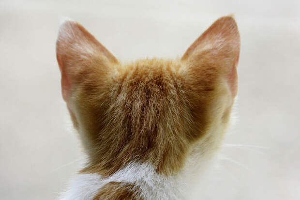 В Подмосковье девочка получила поражение органов из-за царапины котенка