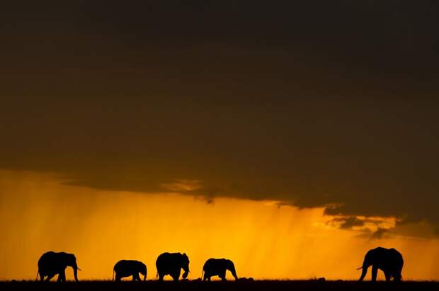 afrikanskie zakaty 8 Потрясающие африканские закаты от Пола Гольдштейна