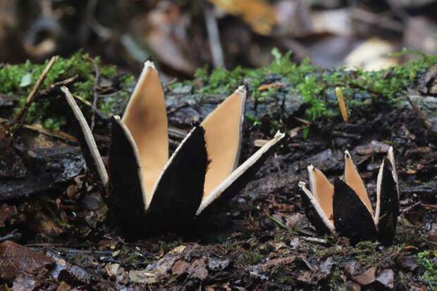 Мистический мир грибов в фотографиях фото, грибы