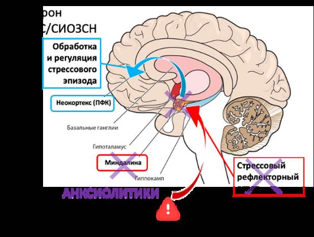 Нейробиологический механизм коррекции тревоги