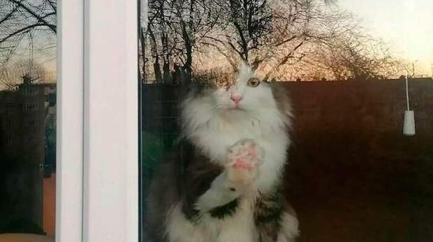Смешные и загадочные коты в окнах. Выпуск 4