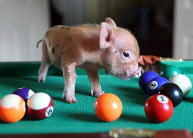 MiniaturePigs10 Миниатюрные поросята, которых вы просто обязаны увидеть