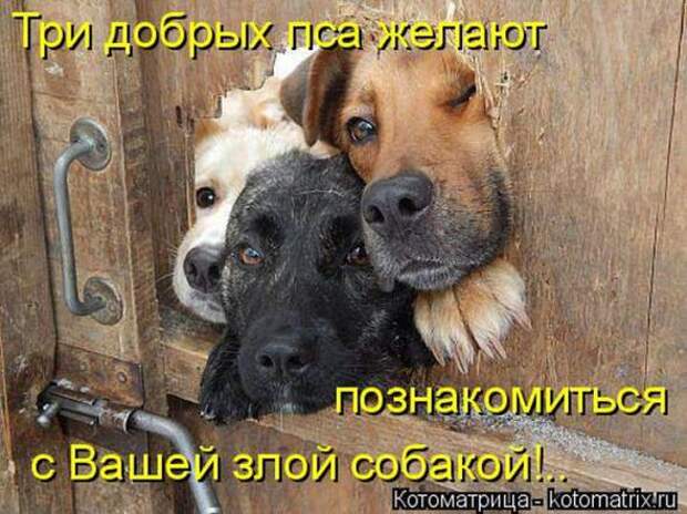 Котоматрицы(картинки с надписями)
