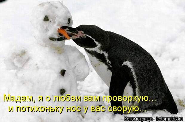 Котоматрица: Мадам, я о любви вам проворкую... и потихоньку нос у вас сворую...
