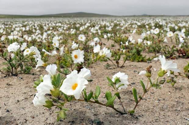 Desert erupts in floral beauty after unexpected rain falls in driest place on Earth