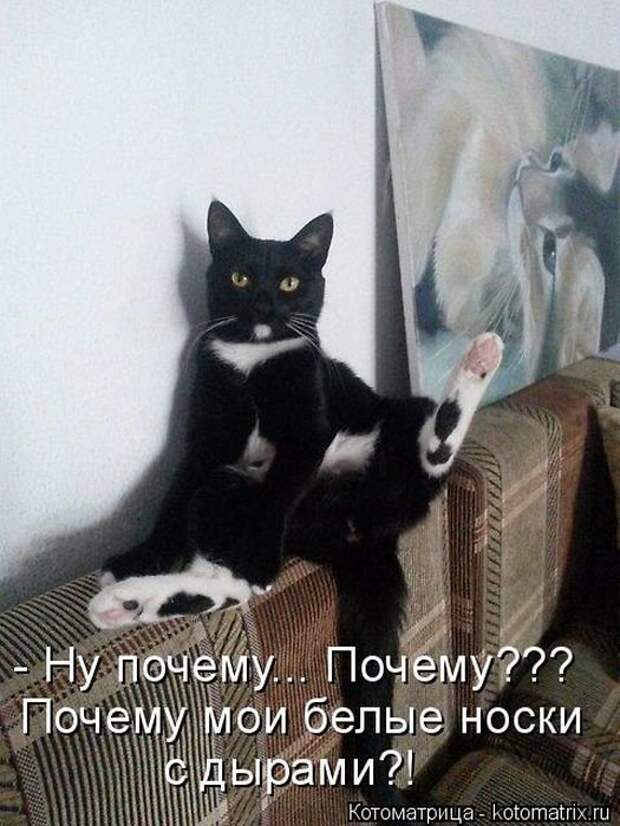 Котоматрицы великолепные, каждая с кусочком позитива и хорошего настроения!!!