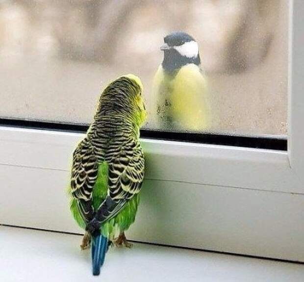 паочапо (443x411, 93Kb)