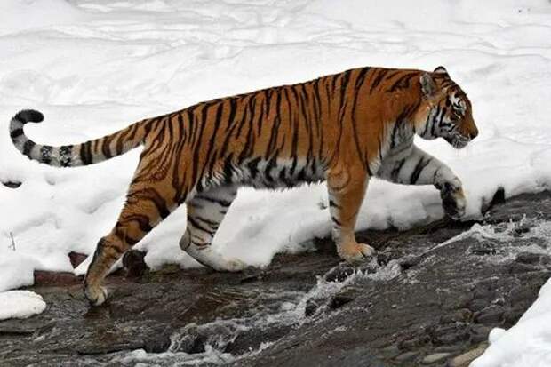 Уссурийский тигр. описание, особенности, образ жизни и среда обитания хищни...