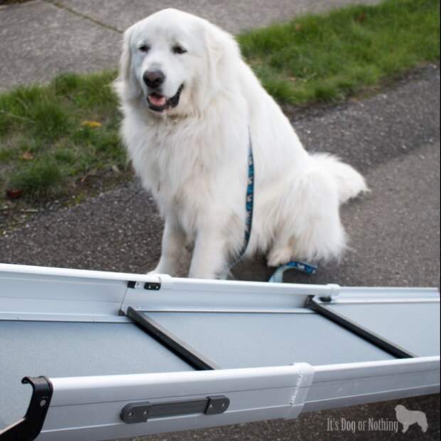 Many of us think that since our giant breed dogs are completely healthy, we don't need to worry about their joints until they get older. We have three reasons why you should consider using a pet ramp for your giant breed dog as well as some information about the Solvit Deluxe Tri-Scope Pet Ramp.