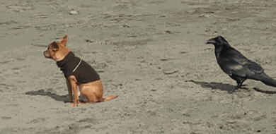 brave-crows-not-scared-134-58ff399be8c24_605.gif