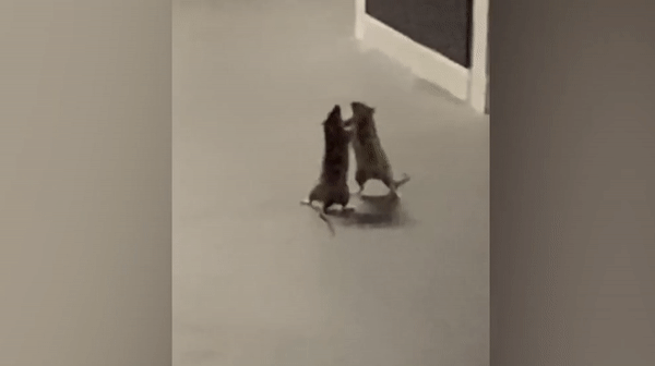 Картинка 3 крысы держатся за руки