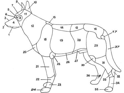 Части тела собаки схема