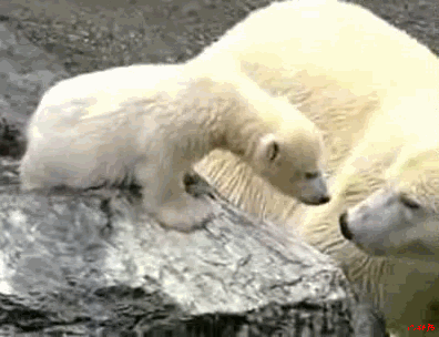 gif-polar-bear-Favim.com-2377397 (396x304, 2803Kb)