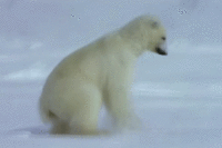 Гифка белый медведь, медведь, полярный медведь,  gif картинки, животные, featured, fa, арктический, radivs, 201501,  гиф анимация скачать бесплатно 20150109, 201501w2, полярный 