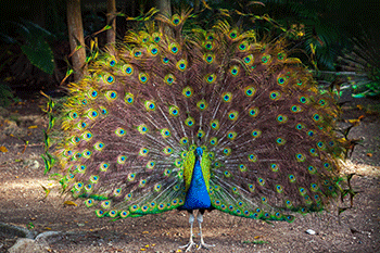 peacock