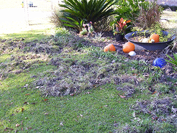 pig damage