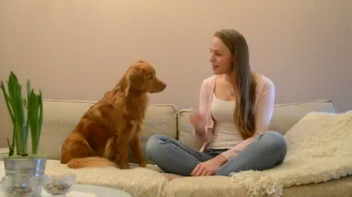 девушка разговаривает с собакой